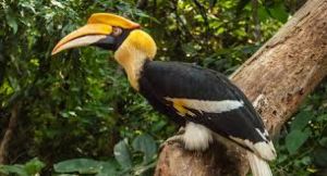 Nagaland Zoological Park