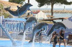 Dolphin Village