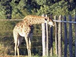 Brasilia Zoo