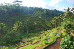 Tegallalang Rice Terraces 