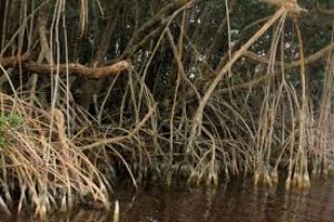 Mangrove creek