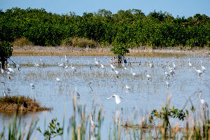 Ten Thousand Islands National Wildlife Refuge