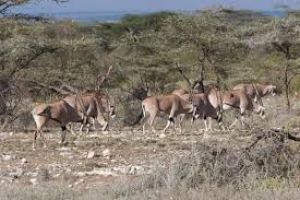 Shaba National Reserve