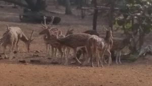 Ballabhpur Wildlife Sanctuary 