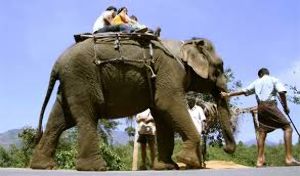Elephant Arrival Spot