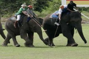 Play Elephant Polo