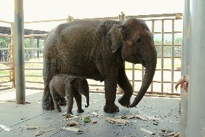 Elephant Nature Park