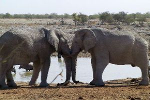 Etosha National Park: Kunene
