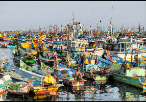 Royapuram Fishing Harbour