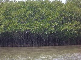 Pichavaram Mangrove Forest