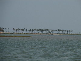 Bird Watching near Pulicat Lake