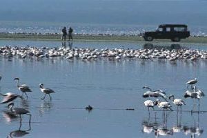 Birdwatching: A Treat For Eyes