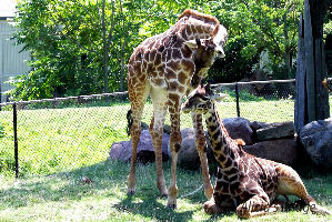 Chaffee Zoological Gardens of Fresno 