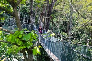 Forest Research Institute of Malaysia