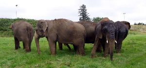 The Endangered Ark Foundation