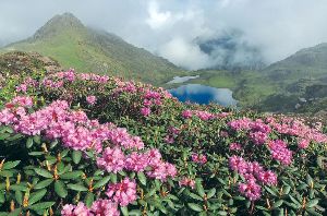 Trek to Dzuko Valley