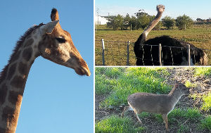 Giraffe House Wildlife Awareness Centre