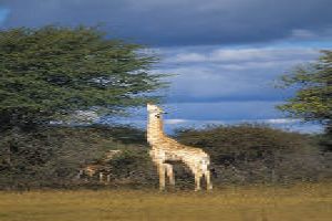 Jungle Safari: Into The Wild