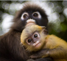 Gondacherra Wildlife Sanctuary