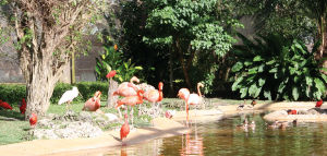 Graeme Hall Nature Sanctuary