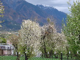 Spring Valley Resorts, Dharamshala-birr-billing-Palampur 4 nights 05 days tour Package