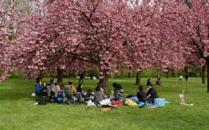 Picnic under the Cherry Blossom Tree