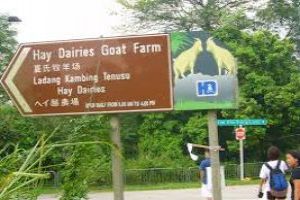 Hay Dairy