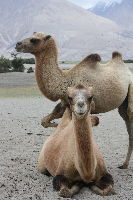 Experience 2 Days 1 Night Nubra Vacation Package