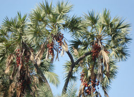 Hoka Trees