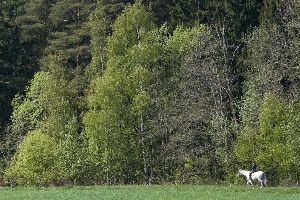 Explore Denmark With Horse Riding