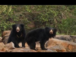 Daroji Bear Sanctuary