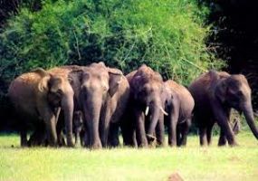 Thekkady In Periyar