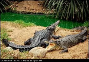 Crocodile Bank