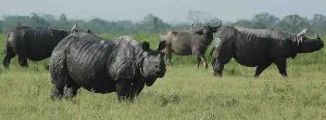 Kaziranga national park