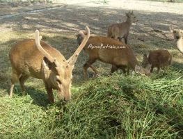 Patiala Zoo