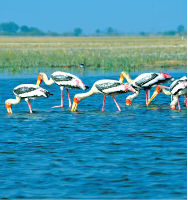 Nal Sarovar Bird sanctuary