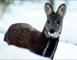 Kanchula Korak Musk Deer Sanctuary