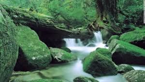 Hitachinosakura Park