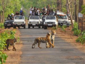 Tadoba Andhari Tiger Reserve