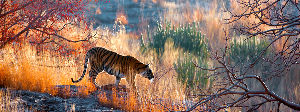 Safari at Buxa Tiger Reserve 