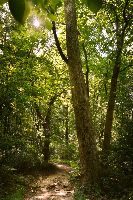 Natural Lands Wawa Preserve