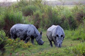 Rhino Watch at Chapramari Wildlife Sanctuary