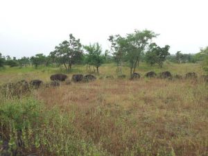 Stone circles of Junapani