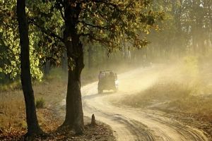 Safari at Kodia Jungle