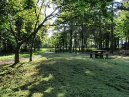 Haldon Forest Park 