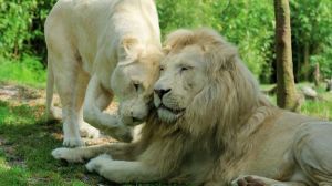 Zoo de Bordeaux Pessac