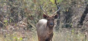 Kamala Reserve Forest