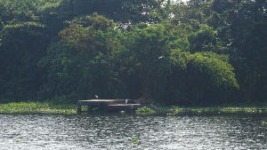 Island of Pathiramanal