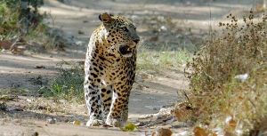 Kumbhalgarh Wildlife Sanctuary