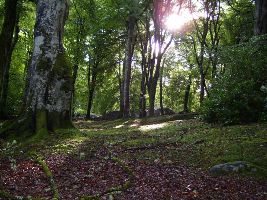 The Boston Woods Trust